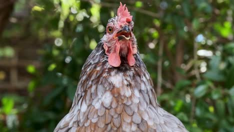 A-grey-female-chicken-hen-outside-under-some-trees-panting-due-to-the-heat-of-the-day