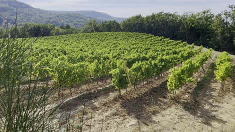 Vineyard-with-green-plants-in-the-sun-with-small-hills-in-the-distance-in-France