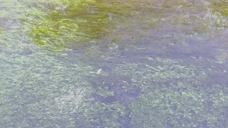 Clear-water-of-a-river-flows-slowly-in-good-weather-with-lots-of-green-aquatic-plants-moving-slowly-in-the-flow-of-the-stream