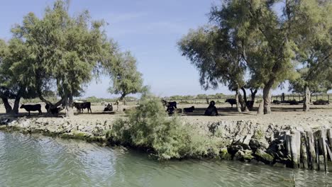 Black-oxen-stand-under-a-tree-by-a-river-in-a-nature-reserve