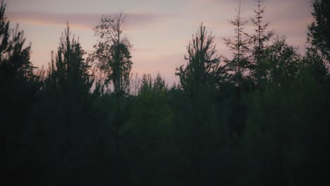 Baumwipfel-Bei-Sonnenuntergang-In-Einem-Schwedischen-Kiefernwald