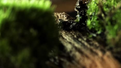 Natural-old-forest,-mossy-trees,-closeup-macro-view