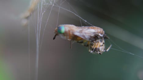 Closeup-of-a-Metepeira-spider-wrapping-a-dipteran-caught-on-her-web
