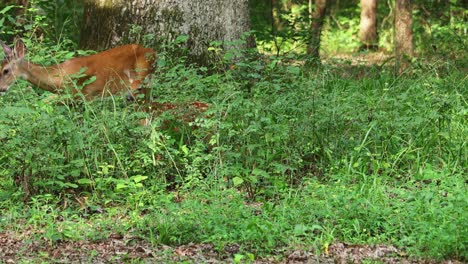 Deer-feeding-in-Forest-Spotted-Fawn
