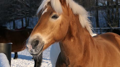 Beautiful-horse-in-winter-in-paddock,-ginger-horse-with-white-hair,-close-up