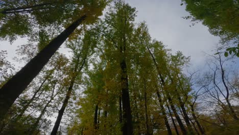 Spaziergang-Unter-Einem-Atemberaubend-Schönen,-Hohen-Herbstwalddach,-An-Einem-Wunderschönen-Herbsttag,-60-Fps