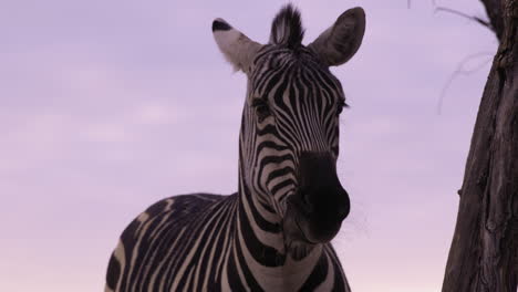 Mittlere-Aufnahme-Eines-Zebras,-Das-Während-Des-Sonnenuntergangs-Unter-Einem-Baum-Futter-Kaut