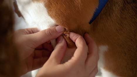 Tierarzt-Untersucht-Eine-Wunde-Am-Bein-Eines-Hundes