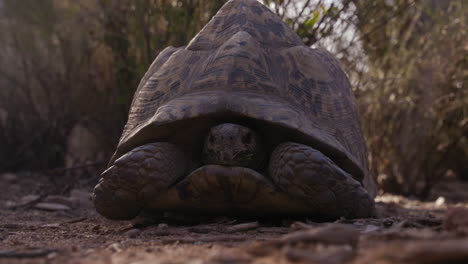 Leopard-Tortoise-waking-up-in-morning-sun-in-natre---wide-shot-of-head-in-shell