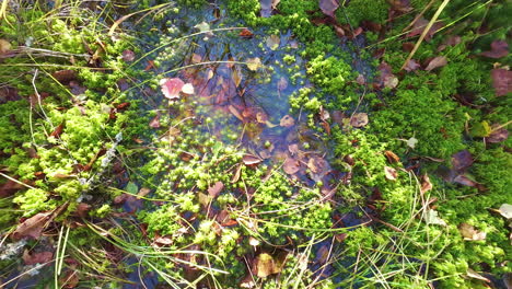 Swamp-puddle-in-a-wetland-wilderness
