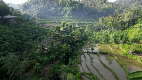 Drone-flying-through-a-tropical-jungle-valley-with-rice-terraces