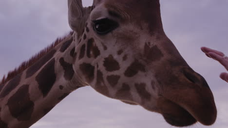 Man-tries-to-pet-giraffe-and-giraffe-pulls-hand-away---close-up-on-face-and-hand