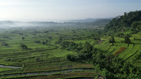 Steigender-Drohnenblick-über-Große-Reisfelder