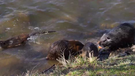 Nutria's-foraging-during-the-day-on-Shooters-Island,-by-Vltava-river-bank,-Prague