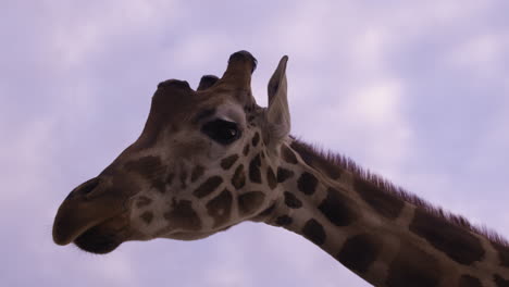 Giraffe-moves-neck-and-head-around-frame-with-colorful-skies-in-background---isolated-shot