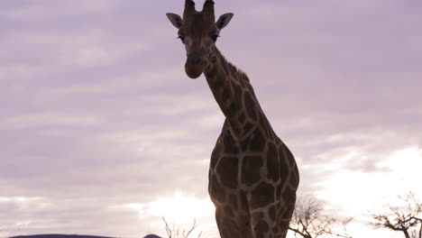 Majestätische-Giraffe-Geht-Bei-Sonnenuntergang-In-Wunderschöner-Afrikanischer-Umgebung-Auf-Die-Kamera-Zu-–-Mittlere-Aufnahme