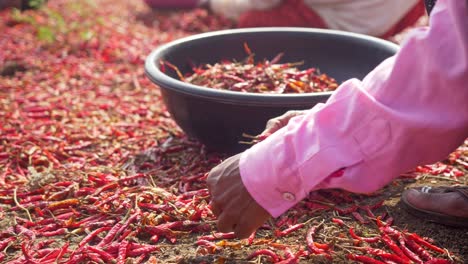 Closeup-of-migrant-woman-worker-sorting-dry-red-chillies,-Maharashtra,-India