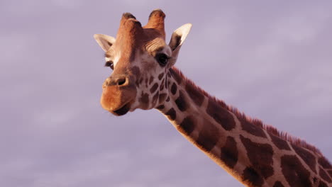 Giraffe-walking-towards-camera-at-sunset-with-blue-purple-sky---medium-shot-on-head