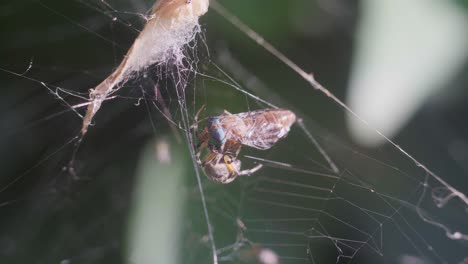 Nahaufnahme-Einer-Metepeira-Spinne,-Die-Sich-Um-Einen-Zweiflügler-Bewegt,-Der-In-Ihrem-Netz-Gefangen-Ist