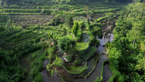 Drone-reverse-flyover-panning-down-on-rice-terraces-on-a-green-tropical-island
