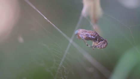 Mittlere-Nahaufnahme-Einer-Metepeira-Spinne,-Die-Sich-Von-Einem-Zweiflügler-Ernährt,-Der-In-Ihrem-Netz-Gefangen-Ist