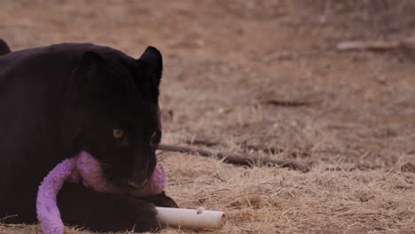 Black-Leopard-chewing-on-play-toy-in-captivity---medium-shot