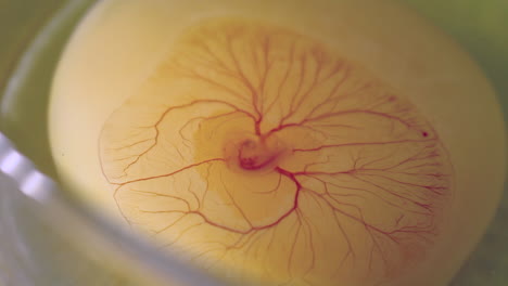 Herzschlag-Und-Gefäße-Eines-Bebrüteten-Hühnerembryos-In-Einem-Ei,-Makro