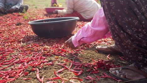 Migrant-woman-workers-sorting-dry-red-chillies-in-summer-heat-wave,-Maharashtra,-India