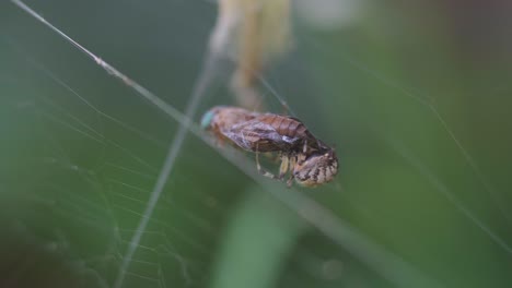 The-breeze-moves-a-Metepeira-spider-feeding-from-a-dipteran-caught-on-her-web
