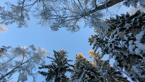 Looking-up-snow-covered-pine-trees-in-winter-forest-with-blue-sky