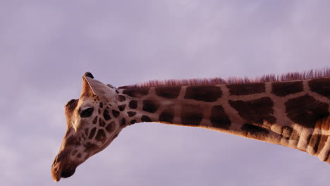 Giraffe-walks-away-from-camera-at-sunset---side-profile-medium-shot