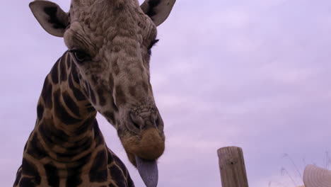 Giraffe-being-hand-fed-food-at-wildlife-reserve---close-up-on-face