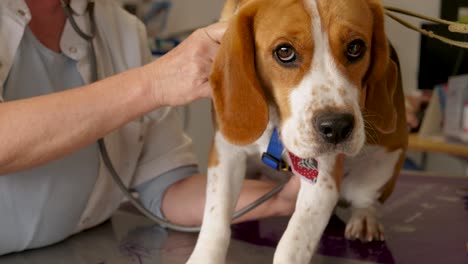 Auskultation-Eines-Beagle-Hundes-In-Der-Tierklinik-Durch-Einen-Tierarzt