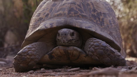 Leopard-tortoise-with-head-hidden-in-shell-outside-in-african-nature-on-sunny-morning