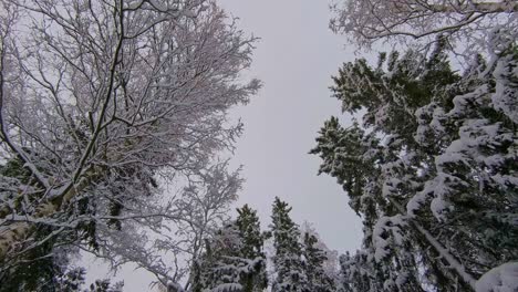 Snowing-in-winter-forest,-snow-covered-trees-against-sky,-looking-up