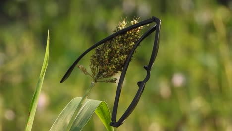 Goggles-hanging-on-corn-