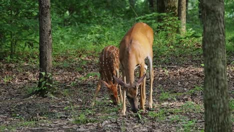 Spotted-Fawn-with-Mother-grazing-in-Woods