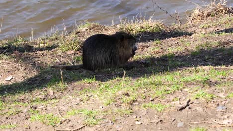 Nutria-eating-during-the-day-on-Shooters-Island,-Prague