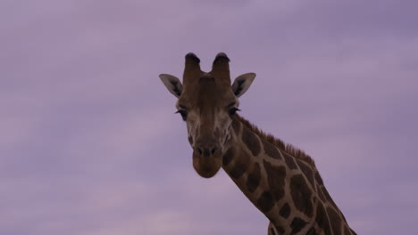 Heranwachsende-Giraffe-Geht-Auf-Die-Kamera-Zu,-Mit-Violett-blauen-Wolken-Im-Hintergrund-–-In-Der-Mitte-Eingerahmt