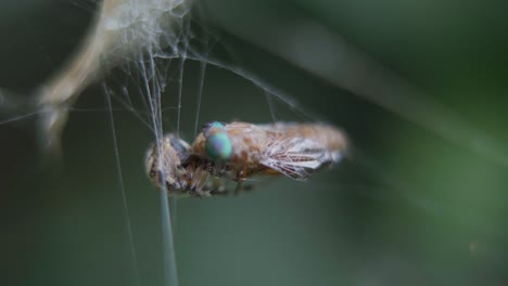 Nahaufnahme-Einer-Metepeira-Spinne,-Die-Sich-Von-Einem-Zweiflügler-Ernährt,-Der-In-Ihrem-Netz-Gefangen-Ist
