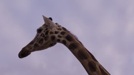 Adolescent-giraffe-isolated-against-blue-sky---medium-shot