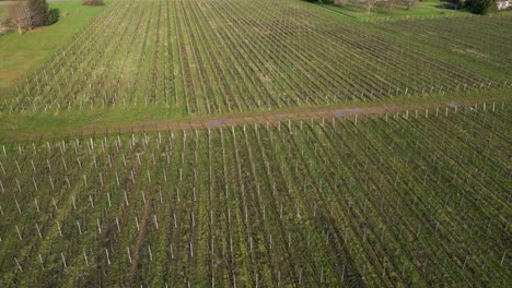 Patterned-vineyard-rows,-Bayon-sur-Gironde,-France---aerial