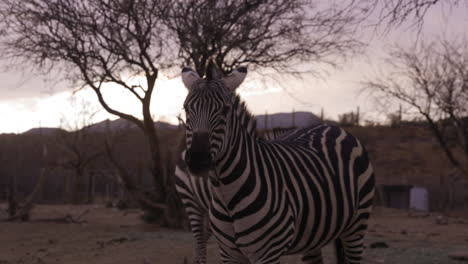 Zebras-looking-towards-camera-at-sunset-on-nature-reserve---wide-shot