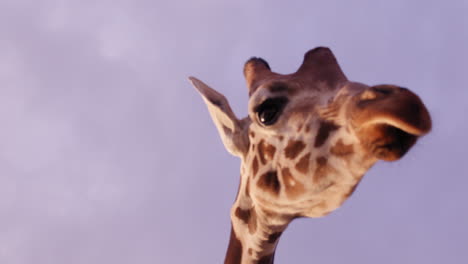 Giraffe-head-looks-away-from-camera---close-up-on-face-against-purple-twilight-sky