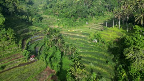 Drone-flying-through-a-lush-green-jungle-valley-with-rice-terraces