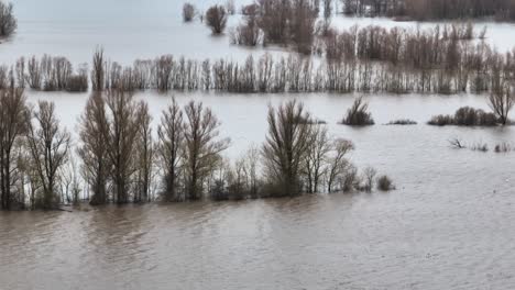 Überschwemmungen-Des-überlaufenden-Flusses-Waal-überschwemmen-Bäume-Auf-Dem-Land