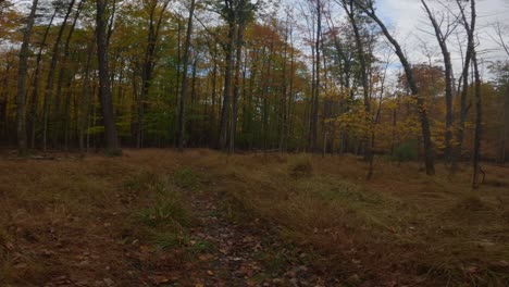 Atemberaubender-Spaziergang-In-Zeitlupe-Durch-Einen-Wunderschönen,-Farbenfrohen-Herbstwald