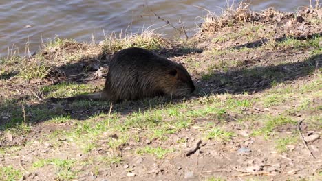Nutria-foraging-during-the-day-on-Shooters-Island,-Prague