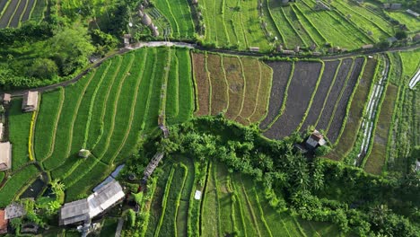 Drone-top-down-view-of-green-rice-terraces
