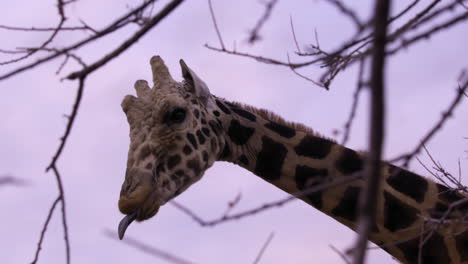 Elderly-giraffe-moves-around-tree-looking-for-fresh-leaves-at-sunset---close-up-on-face